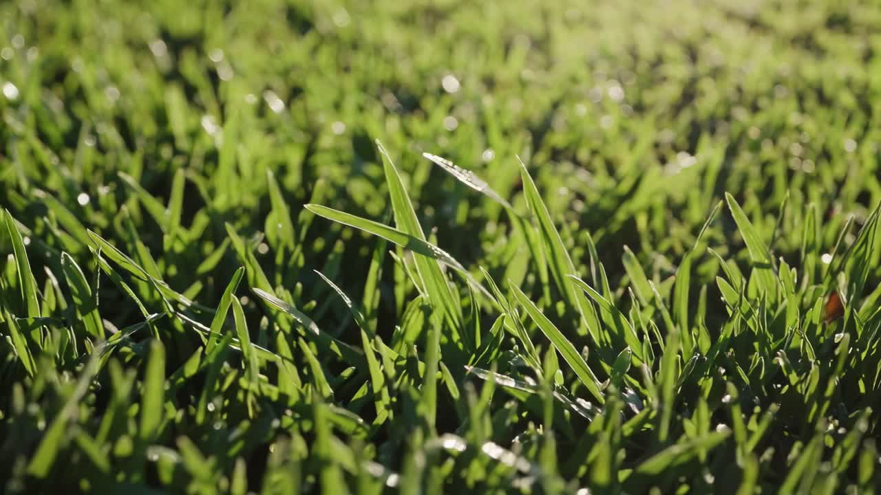 Close-up video of dewy grass blades in soft morning light, captured from a low angle