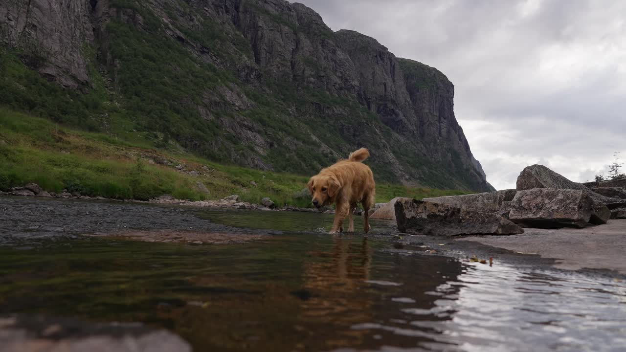Golden retriever walking through water in the wild Norwegian landscape with mountains