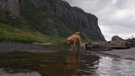 golden retriever walking through water in the wild norwegian landscape with mountains