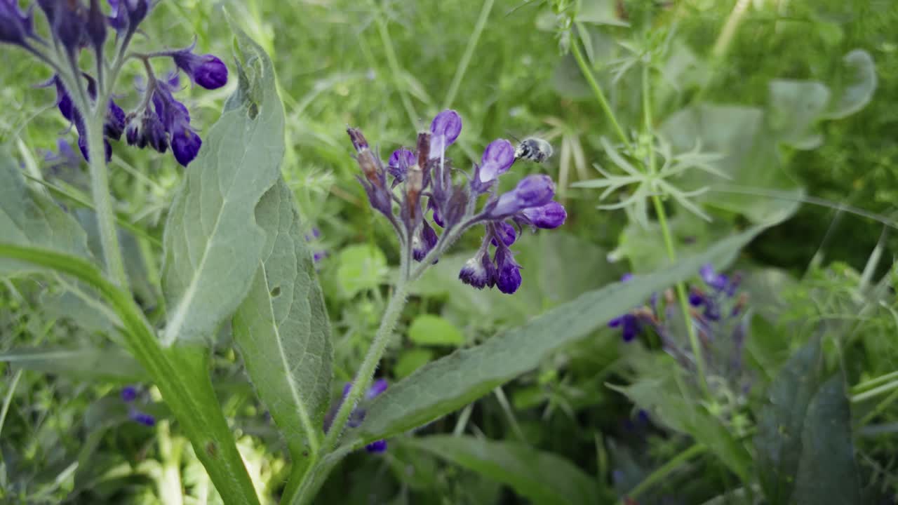 Small purple buds emerge from lush green leaves in a sunny garden.