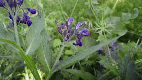 small purple buds emerge from lush green leaves in a sunny garden.