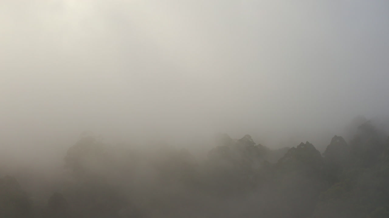 아래의 울창한 숲 위로 굴러가는 무인 항공기의 공중 관점