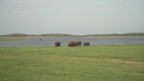 herd of elephants grazing on green grass near a lake in sri lanka, showcasing wildlife in its natural habitat