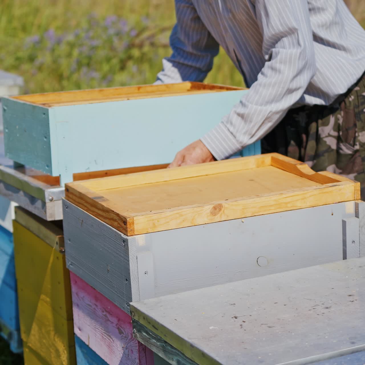 Row of wooden hives on grass. Beekeeper works with wooden boxes. Bees flying near the beehives. Close-up.