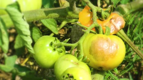 unripened green tomatoes on vine with visible disease on the skin