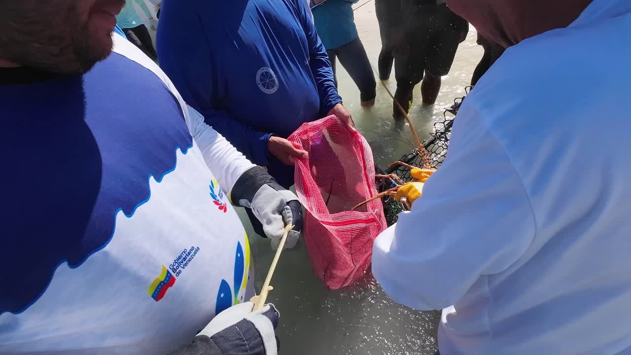 Fishermen Harvesting Spiny Lobster in Venezuela