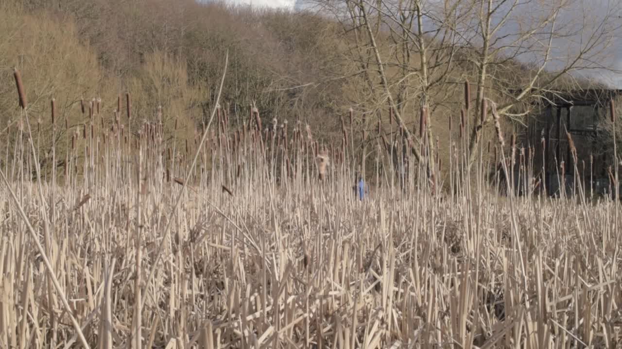 Tall dry reeds grow in woodland landscape wide shot