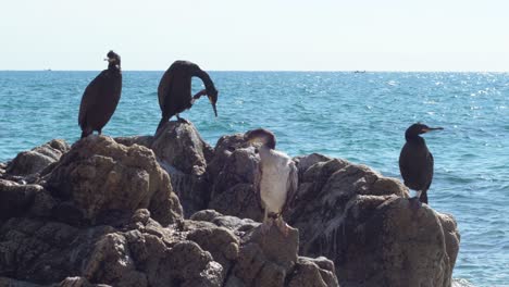 grupo de cormoranes en la roca al lado del mar