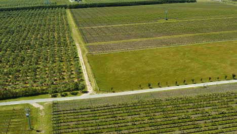 Drone-aerial-of-vineyard-vines-in-rows