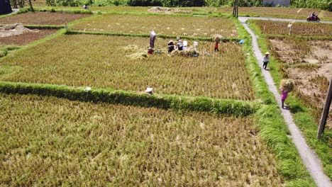 aerial view above farmers working in the rice field harvesting green bundles and walking in small village gangs of bali indonesia