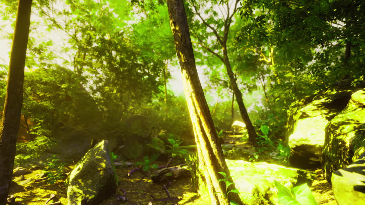 Lush tropical forest bathed in golden sunlight creating a serene atmosphere