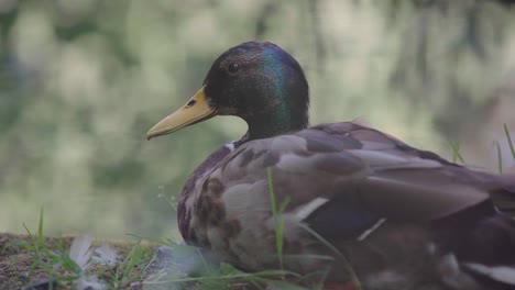 a single duck sits quietly and peacefully on the ground near a pond