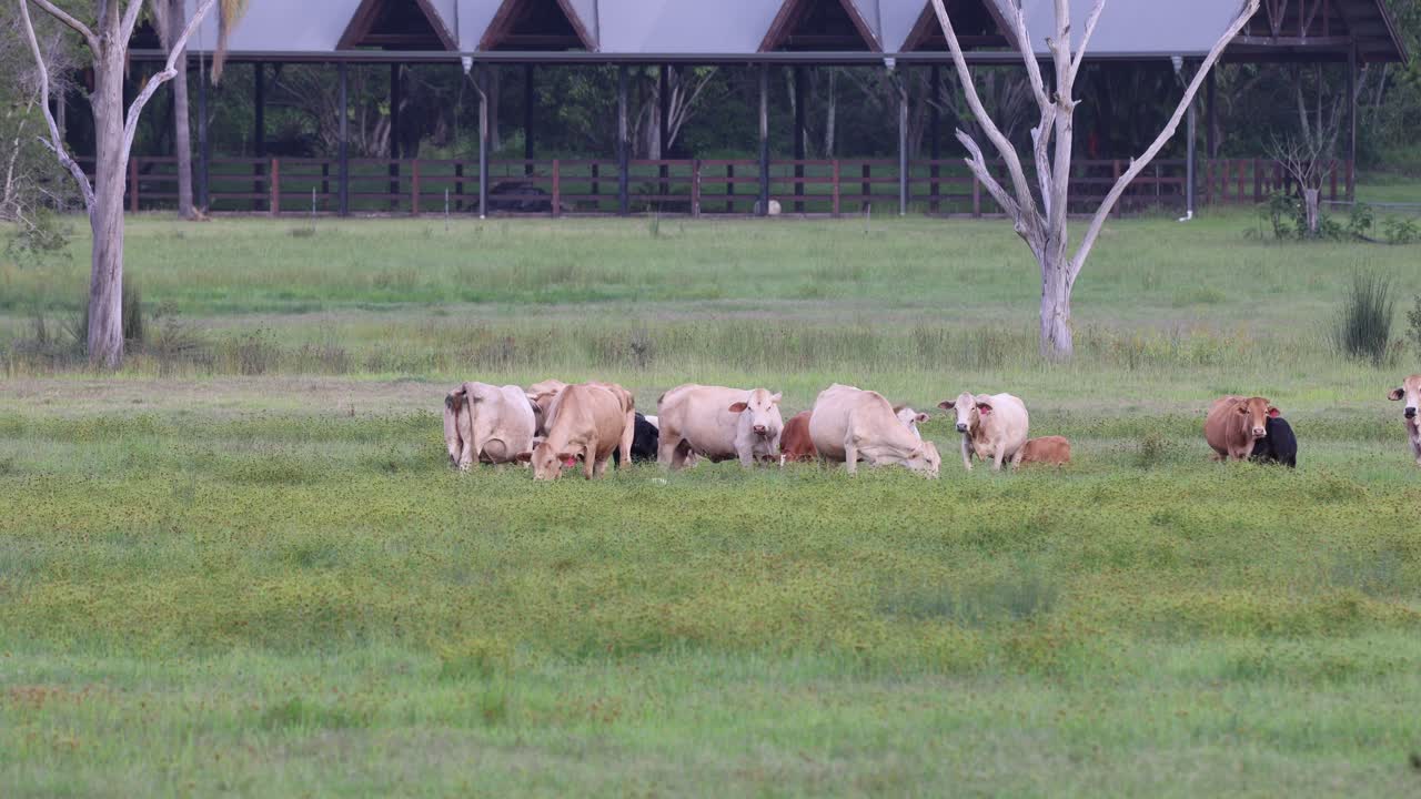 울창 한 들판 에서 평화 로 풀 을 잡고 있는 소 들