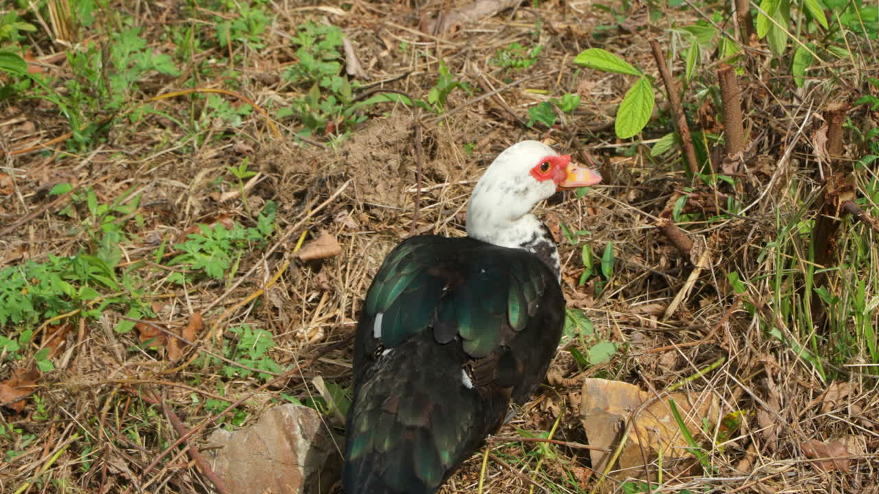 el pato muscovy o bárbaro doméstico pastorea hojas verdes en una orilla - seguimiento de primer plano