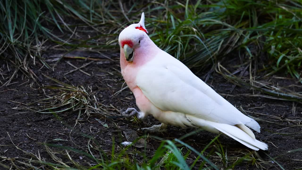la cacatúa rosa caminando por el suelo