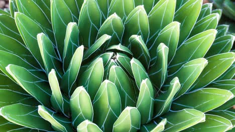 agave reina victoria (agave victoriae-reginae) en el jardín, zoom en la toma, con detalles de la textura de la planta