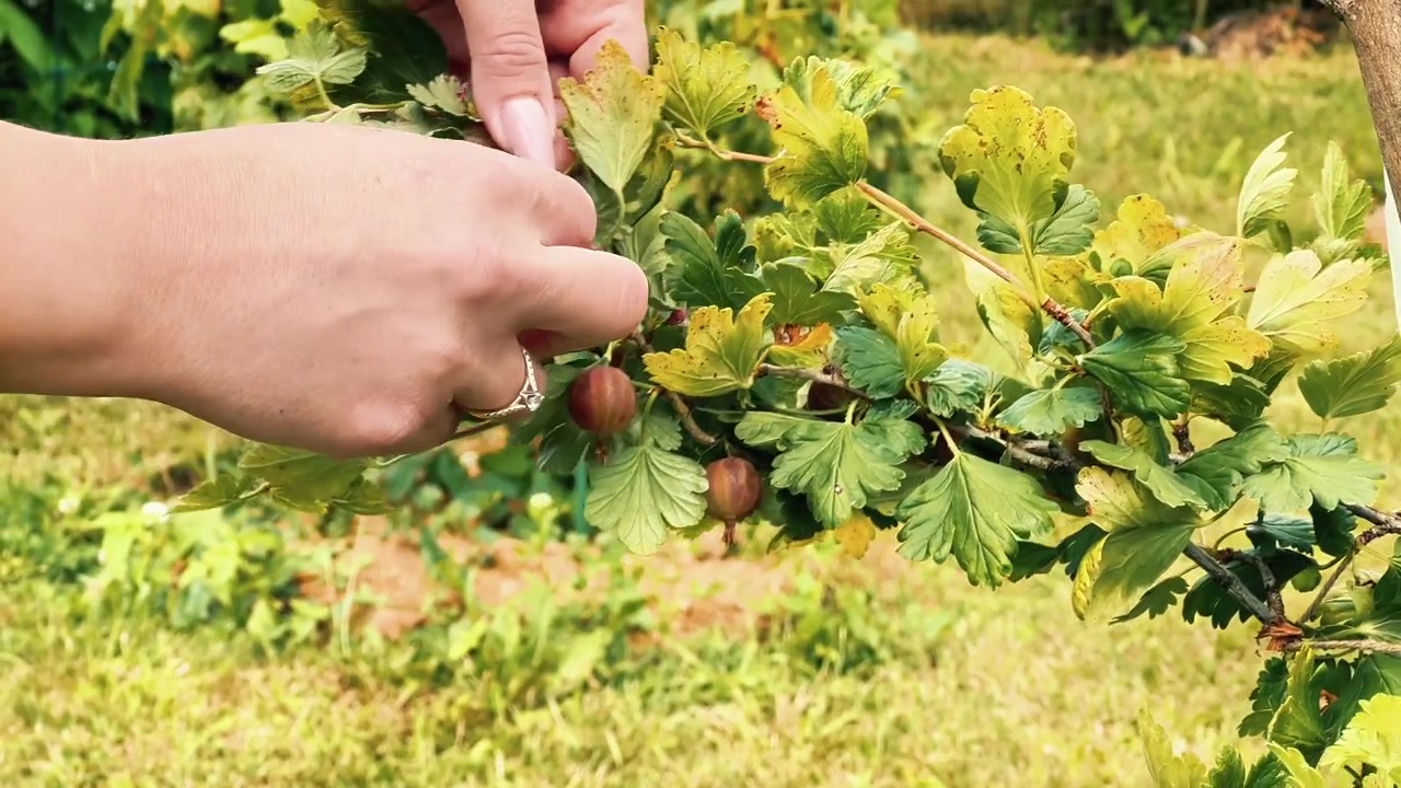 Handen met manicure oogsten rijpe kruisbessen van een groene tak in een zonnige tuin. Ideaal voor advertenties in de voedingsindustrie, promoties voor biologische landbouw en mediaprojecten over koken.