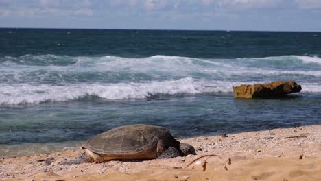 sleeping sea turtle in maui wakes up and returns to ocean