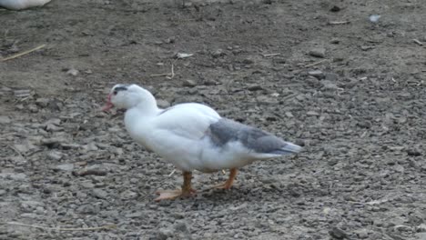 el paseo del pato