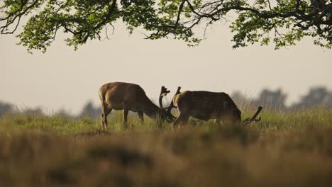 Zwei-Wilde-Rothirsche-Grasen-Während-Des-Sonnenuntergangs-Im-Nationalpark---Wildaufnahme-In-Zeitlupe