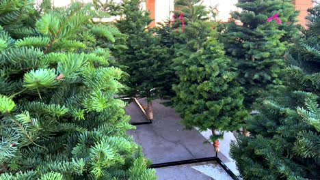 recién cortados nuevos árboles de navidad verdes brillantes para la venta en soportes de metal en el estacionamiento como la cámara tira muñecas hacia atrás a través de agujas de árbol de navidad exponiendo más - en 4k 30 fps ralentizado a mitad de velocidad
