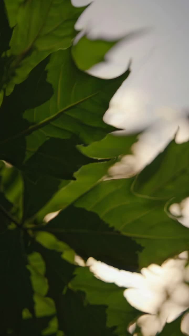 Close-up video of sunlit green leaves, captured from a low angle. The natural light creates a serene