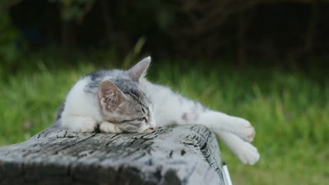 Straßenkatze-Im-Park