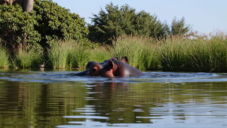 hippos in a river