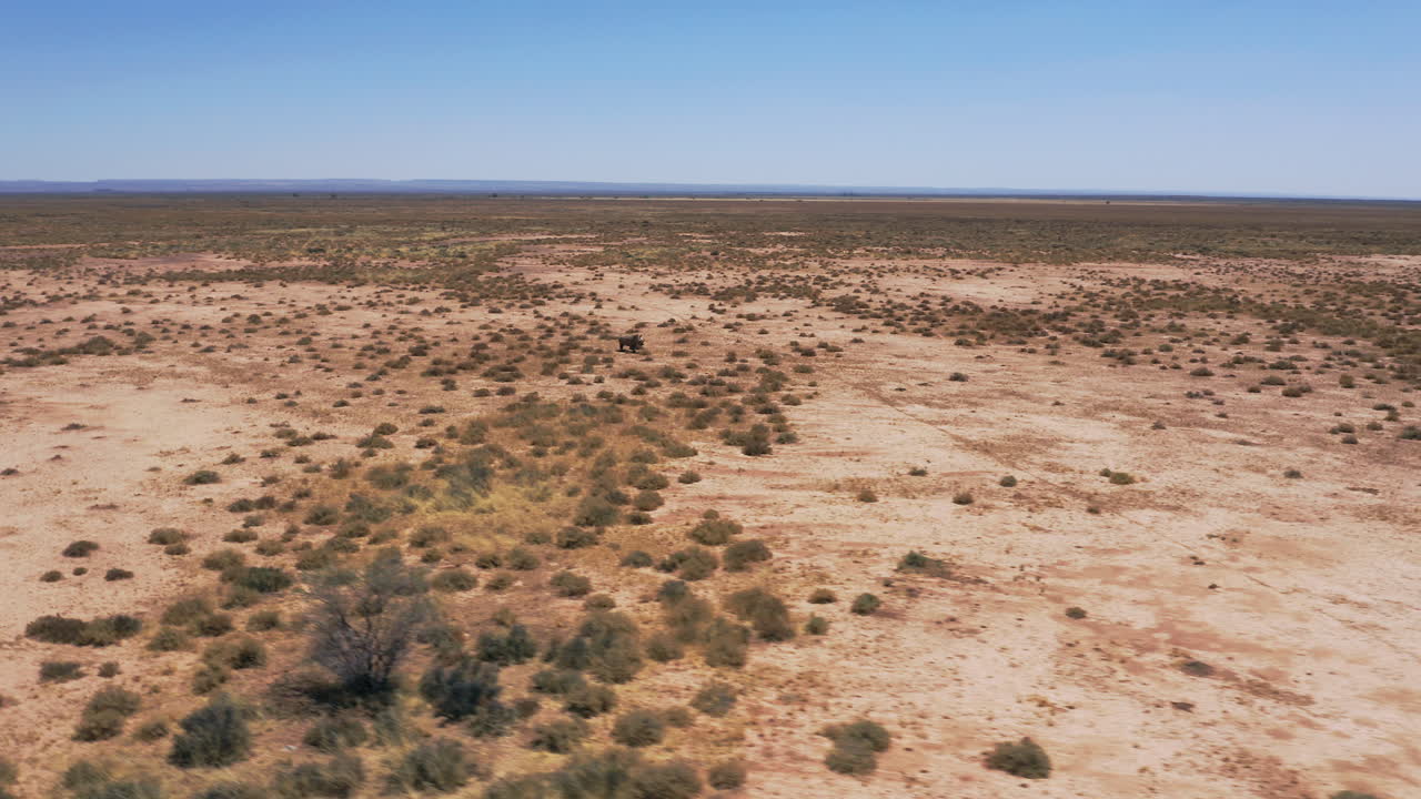 Slow panning drone shot of a lone wild rhino sprinting across the vast, arid desert terrain of Namibia