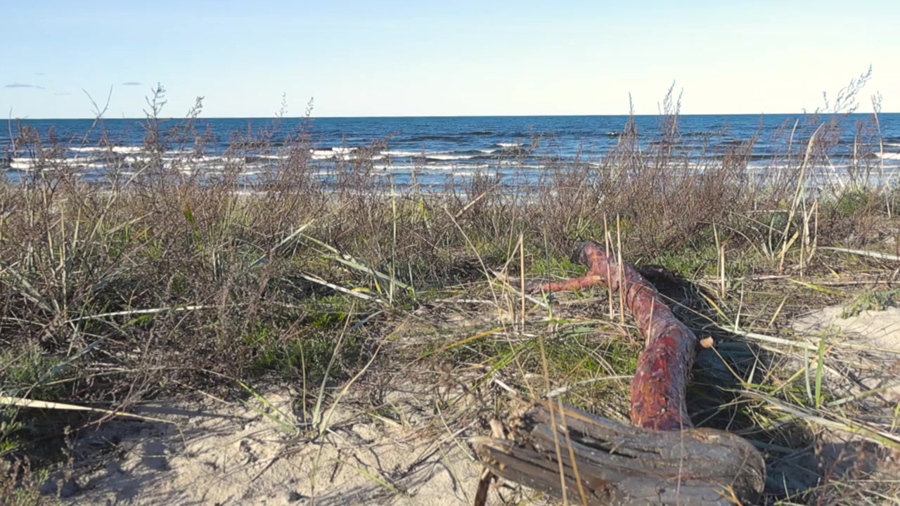 Erba della spiaggia, albero caduto e una spiaggia sabbiosa a Vääna Jõesuu, Estonia, durante l'estate o l'autunno, mentre il sole splende e le onde dell'acqua dell'oceano si muovono sullo sfondo al rallentatore. Giornata ventosa