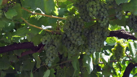 ripe grape clusters hanging on vine in sunlit vineyard