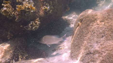 snapper fish swims around underwater checking out a diver