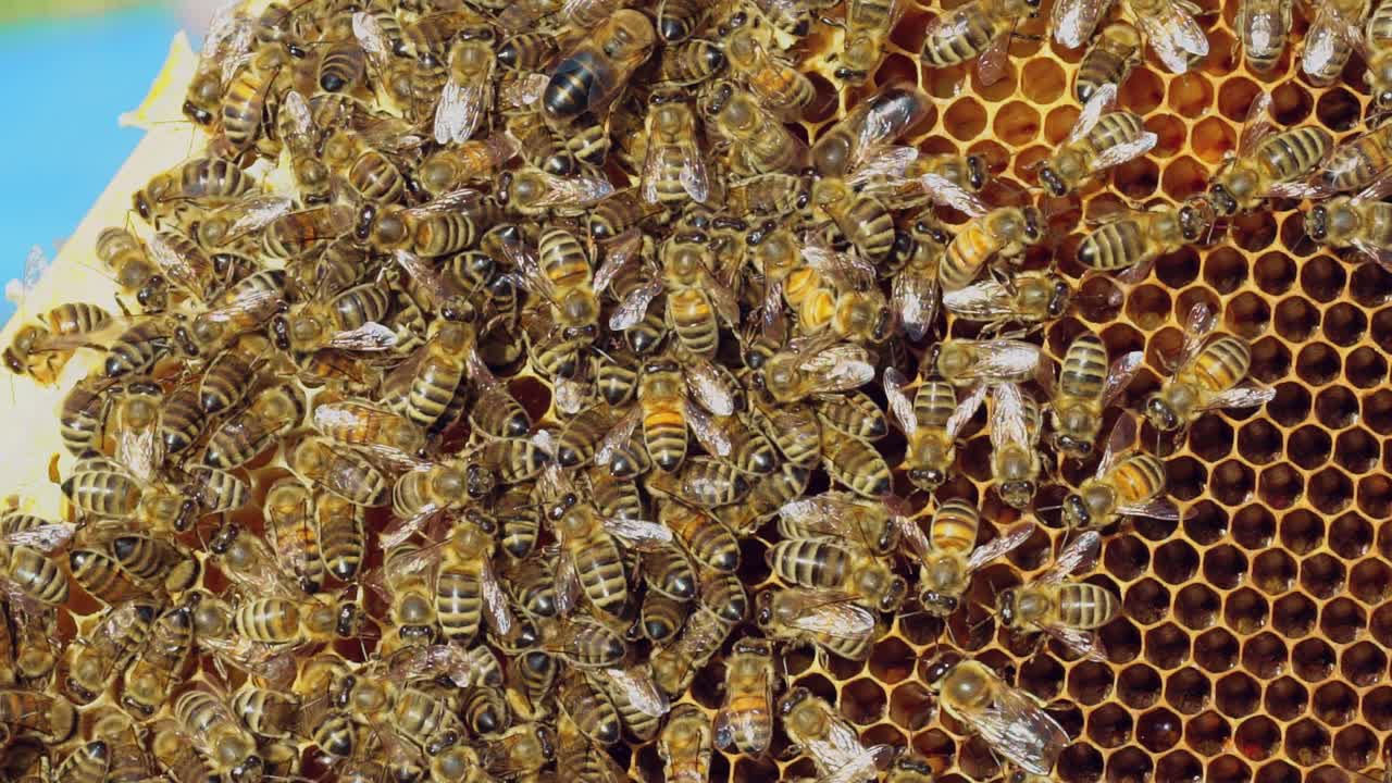 Working bees on honeycomb. Frames of a bee hive. Apiculture