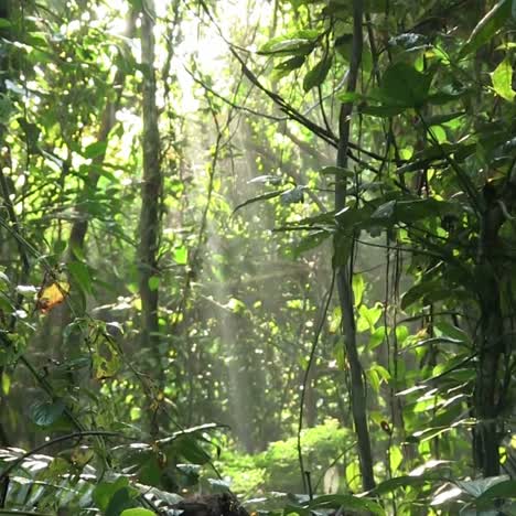 una inclinación lenta hacia arriba en una hermosa selva tropical