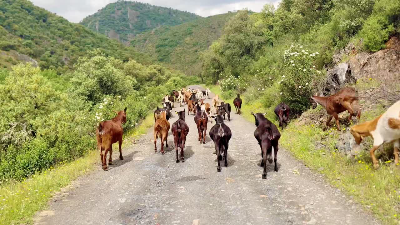 Gregge di capre che cammina lungo uno stretto sentiero di montagna con un cane pastore, vita rurale pastorale e pastorizia tradizionale in campagna