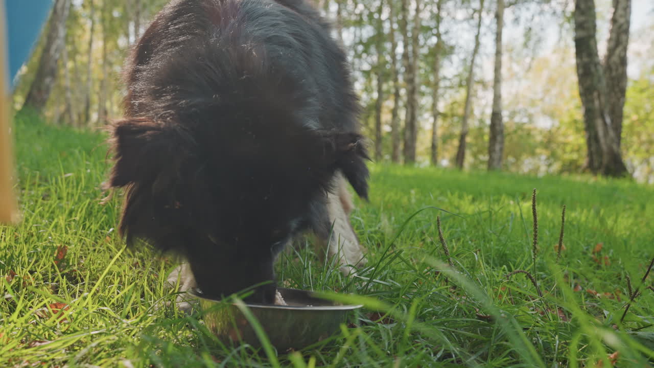 Ein Hund genießt Wasser auf einer sonnigen Waldlichtung. Nach einem Spaziergang stillt der Hund seinen Durst in einer offenen, sonnendurchfluteten Waldgegend. Grasige Pfoten und eine Metallschale, während der Hund sich nach einer Wanderung unter sonnigen Bäumen erfrischt.