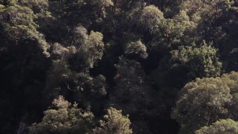 Lento-Movimiento-Panorámico-A-Través-De-Un-Denso-Bosque-De-Hayas-Autóctonas