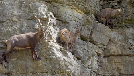 family of capra ibex hiking and resting on steep rocky mountain cliff in sun