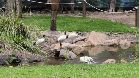 birds gather and feed near a pond