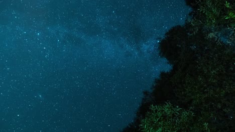 starry night sky over trees