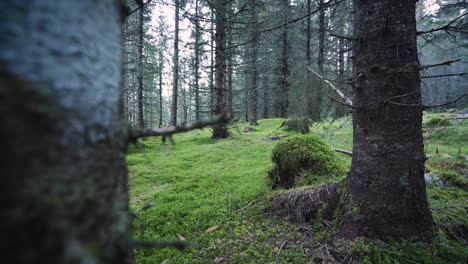 Wide-tilt-down-shot-of-a-dark-and-old-spruce-forest