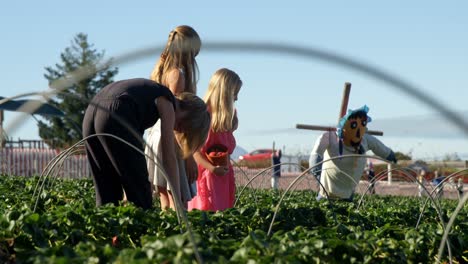 girls picking strawberries in the farm 4k