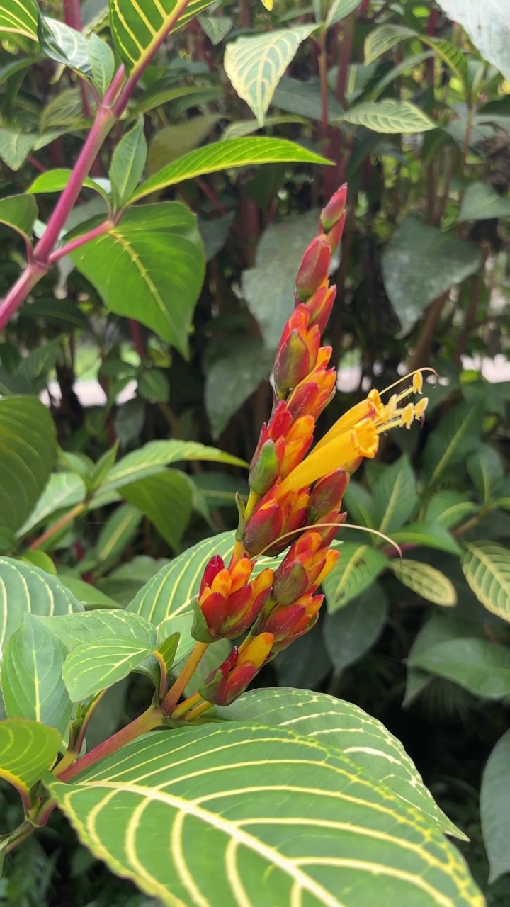 Close-up de Flor Tropical Vibrante Laranja e Amarela em Jardim