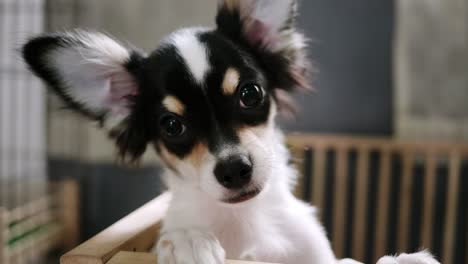 Two-small-dogs-are-playing-teasing-in-the-house