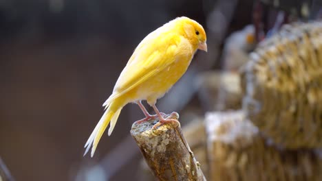 the saffron finch , the yellow bird is on cut branch tree backlight