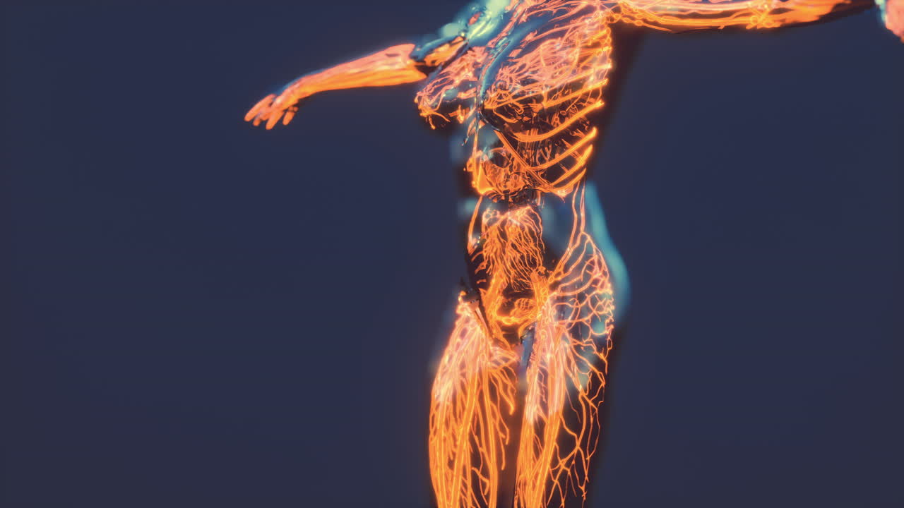 sistema circulatorio humano con anatomía del corazón y los vasos