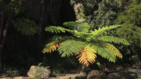 a fern tree moving its leaves in the wind