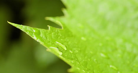 Wassertropfen-Auf-Blattoberfläche-14