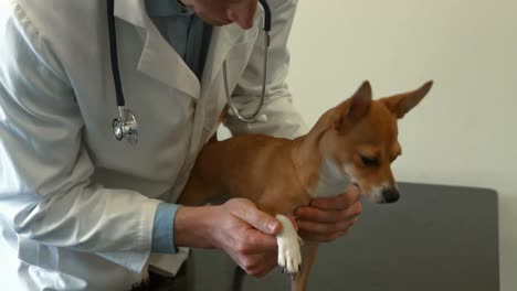 vet examining little dog in office