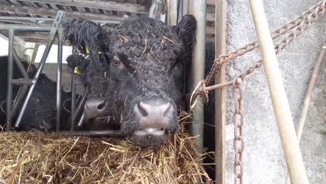 Cerca-De-Una-Vaca-Negra-Comiendo-Heno-En-Un-Establo-Al-Aire-Libre-En-Un-Día-De-Invierno-Helado